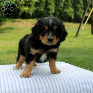 Nolam, Mini Bernedoodle Puppy